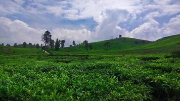 malabar tea plantation, pangalengan photo