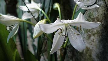 primer plano de una hermosa planta con flores blancas foto