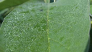 primer plano de la hoja mojada verde fresca por la mañana foto