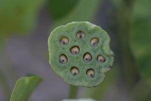 vainas de semillas de loto en el jardín sobre fondo de naturaleza borrosa. foto