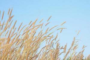 Grass flowers bloom in the summer on blue sky background. photo