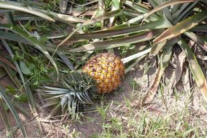 Rotten pineapples in the garden in the heat of the sun. photo