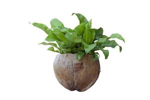 Bird nest fern in coconut shell pot isolated on white background included clipping path. photo