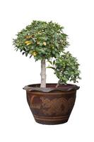 Ficus microcarpa in pot isolated on white background included clipping path. photo