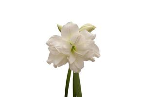 White Lily flower bloom isolated on white background included clipping path. photo