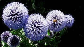 bee on  purple blue ball flowers, globe thistle video