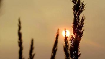 soleil fumé chaud d'été dans le ciel brumeux derrière l'herbe video