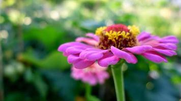 zinnia rosa, primer plano de flor de jardín video