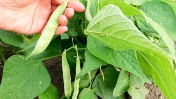 harvesting beans in vegetable garden video