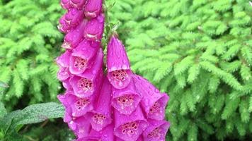 roze vossenhandschoen bloemen en groene planten video