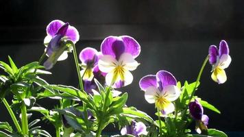 purple yellow pansy flowers closeup video