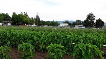 view of a farm with pepper plants video