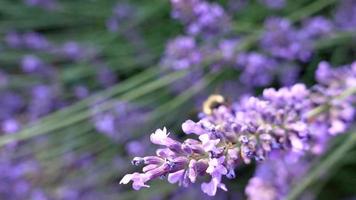 ape sul primo piano della lavanda, erba curativa del fiore viola video