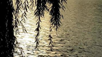 willow leaves over lake water, silhouette view video