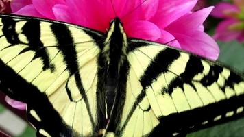 monarch butterfly on pink flower video