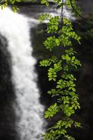 A natural waterfall in a big forest in the midst of beautiful nature. photo