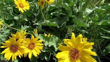 fleurs d'été jaunes qui fleurissent sur une petite colline video