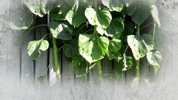 feuilles de tournesol se déplaçant contre la clôture video
