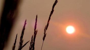 Rauchige Sonne des heißen Sommers im dunstigen Himmel hinter Gras video