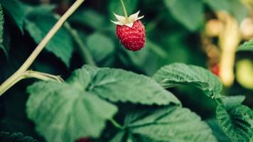 Red raspberries grow on bushes with green leaves photo