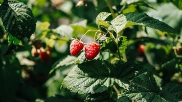 Red raspberries grow on bushes with green leaves photo