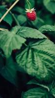 Red raspberries grow on bushes with green leaves photo