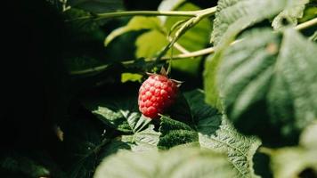 Red raspberries grow on bushes with green leaves photo