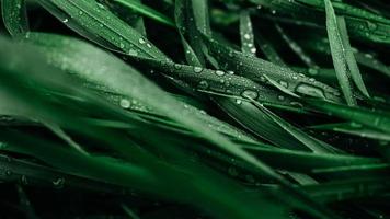 Green grass with water drops as background texture photo