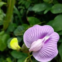 Clitoria flowers are purple photo