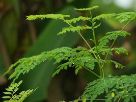 hojas de moringa verde foto