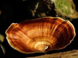 Mushrooms grow on dead tree trunks photo