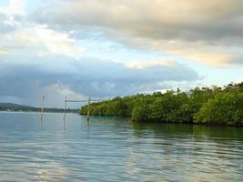 Mangrove forest view photo