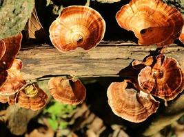 Mushrooms grow on dead tree trunks photo