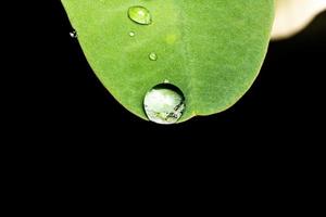 cerrar fotografía macro gotas de agua después de la lluvia sobre fondo de hoja verde como pájaro foto premium