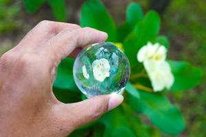 lens crystal ball photography of  beautiful white flower Euphorbia nature background premium photo