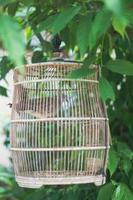 beautiful dark grey dove in bird cage photo