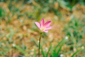 beautiful pink Zephyranthes minuta flowers nature with bokeh blur background premium photo