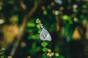 hermosa mariposa blanca aporia crataegi blanca con vetas negras posada en una flor foto premium