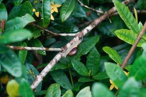 caracol marrón en la rama de la planta Foto Premium