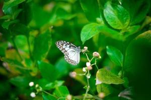 hermosa mariposa parantica aglea color blanco y negro en medio del bosque Foto Premium