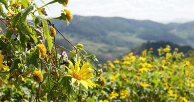 boom goudsbloem, mexicaanse zonnebloem en berg. video