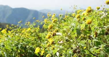 Baumringelblume, mexikanische Sonnenblume und Berg.