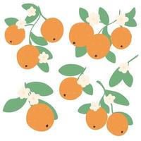 Oranges on branch with flowers and leaves hand drawn simple set vector