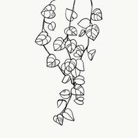 Tropical leaves or spotted betel. beautiful hand drawn exotic plants on white background. vector design