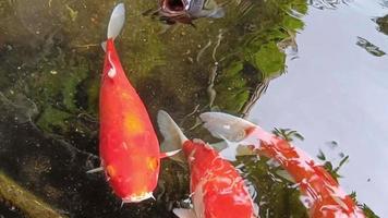 lindos peixes koi coloridos nadando na lagoa video