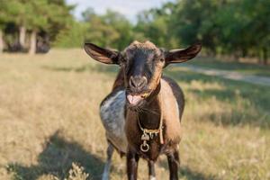 Happy Goat on a summer pasture photo