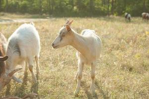 Goats on a summer pasture photo