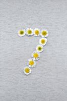 Number 7 of the daisy flower on a gray background photo