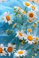 Daisies growing through a blue plastic bag. The concept of preserving theenvironment, ecology, care for nature photo