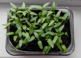 Young seedlings of peppers in a tray on the windowsill. Top view. Home gardening, hobby, ecological product, farm. Green sprouts photo